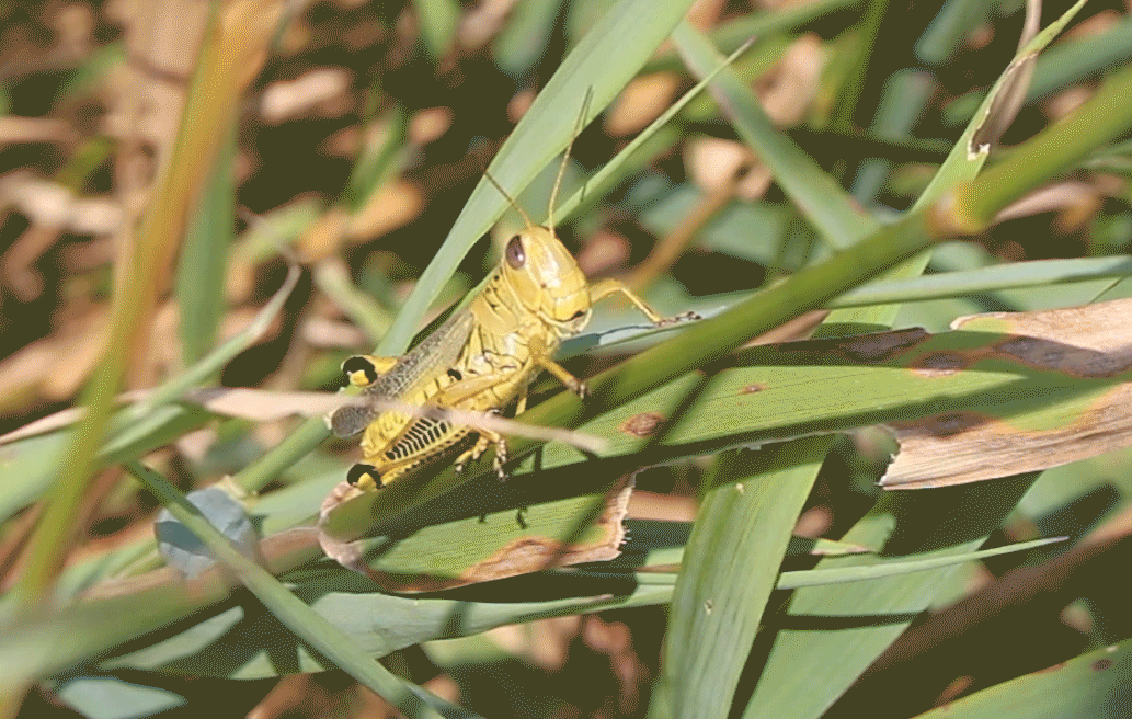 closeup of a grasshopper 