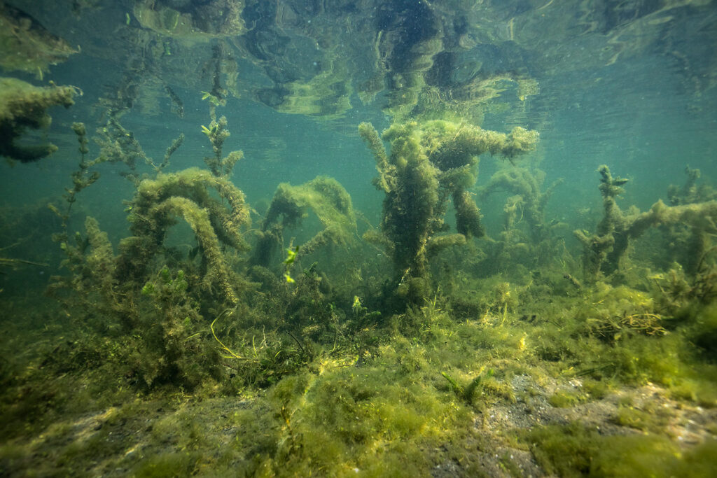 Underwater photography of aquatic plants and algae in West Okoboji Lake, Iowa by photographer Isabelle Hayeur