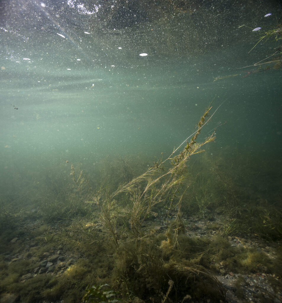 Underwater photography of an aquatic plant in West Okoboji Lake, Iowa, by Isabelle Hayeur